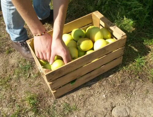 SPECIALE IL TEMPO DELLE MELE: ti aspettiamo per la raccolta delle mele